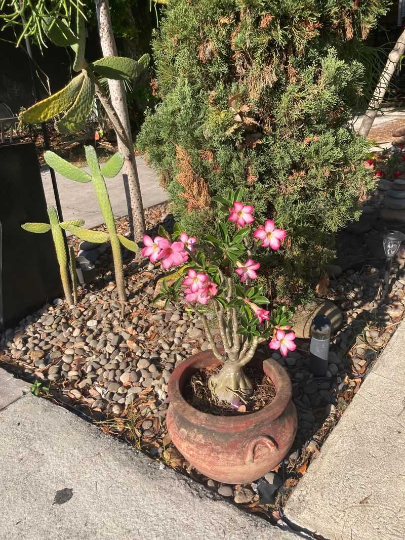 Watch The Plant For Light Stress Signs