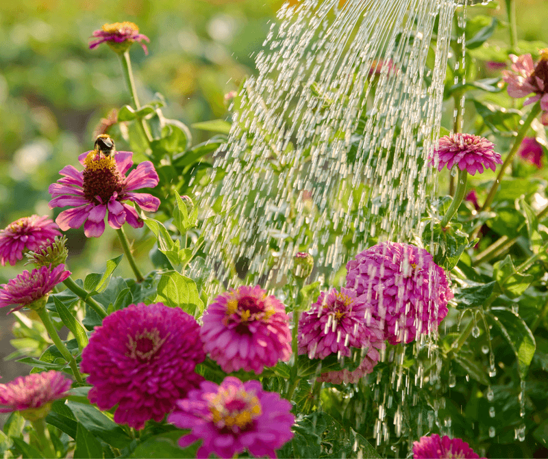 Water At The Base During Dry Spells