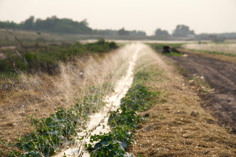 Water Before 9 A.M. To Beat Evaporation