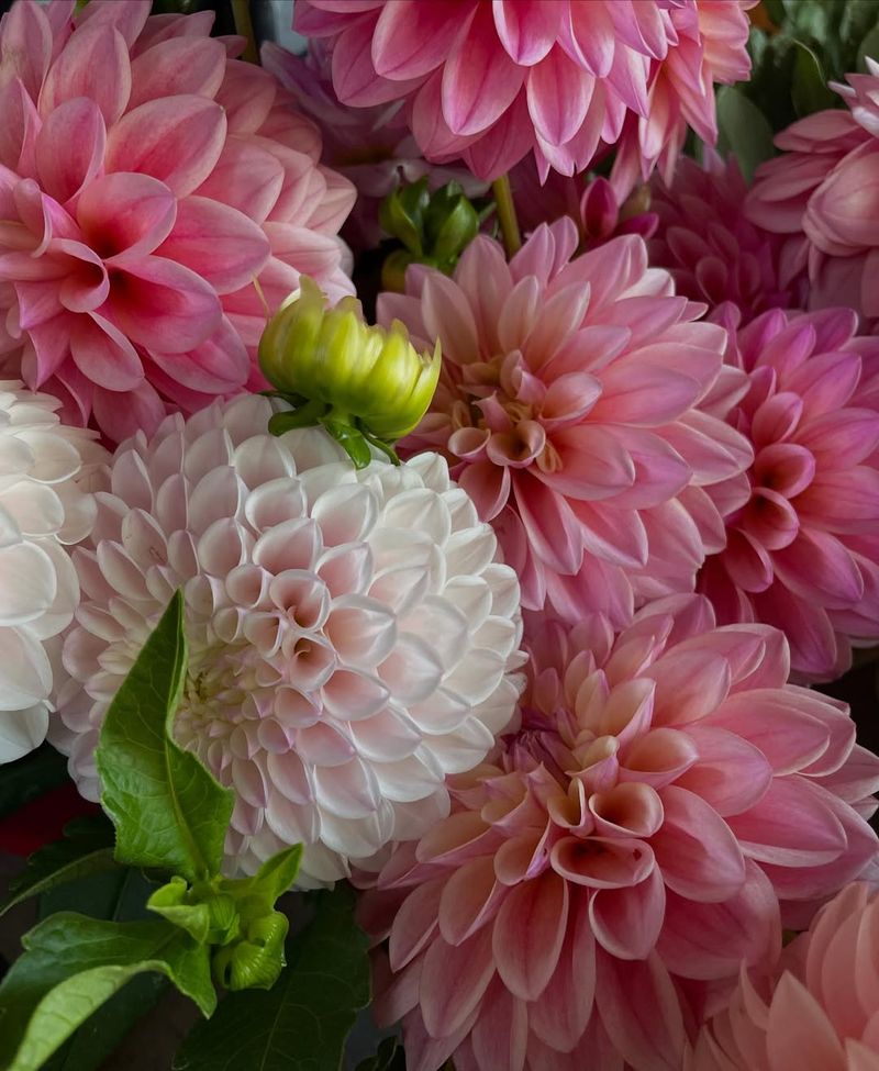 Water Dahlias Deeply So July Buds Keep Opening