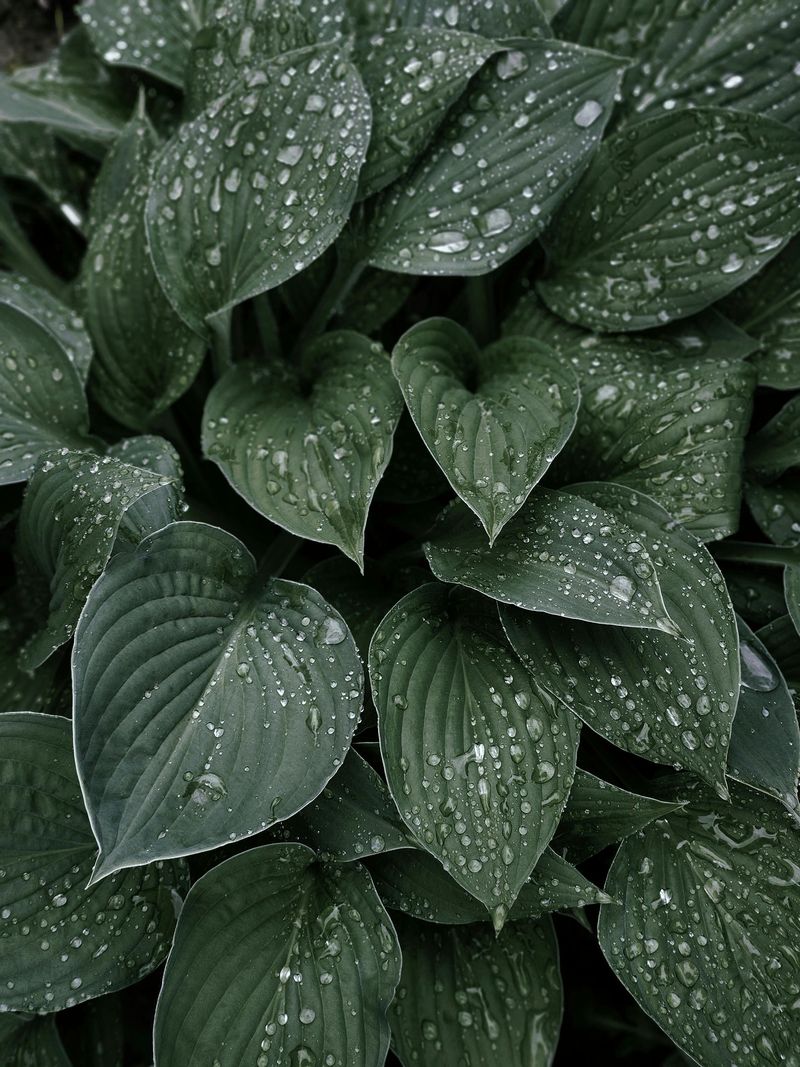Water Deeply 1-2 Times Per Week