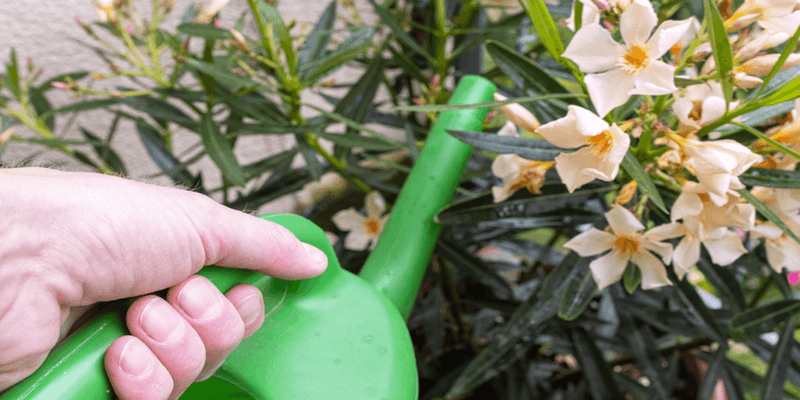 Water Deeply After Light Summer Pruning