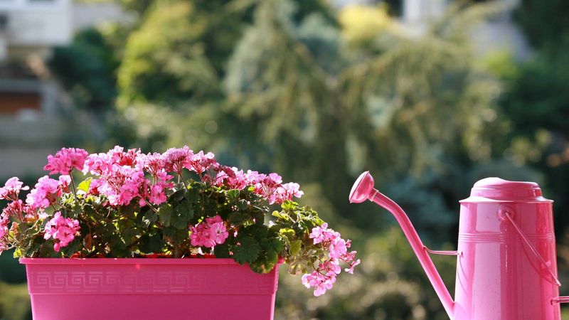 Water Deeply After Pruning If June Turns Dry Water Deeply After Pruning If June Turns Dry