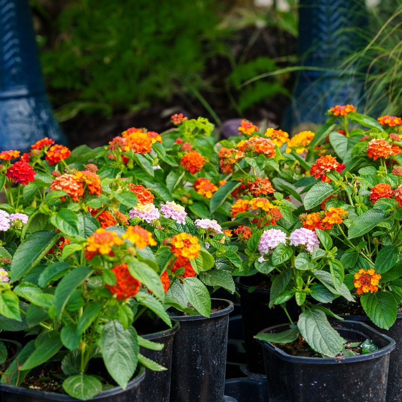 Water Deeply After Trimming To Help Plants Rebound