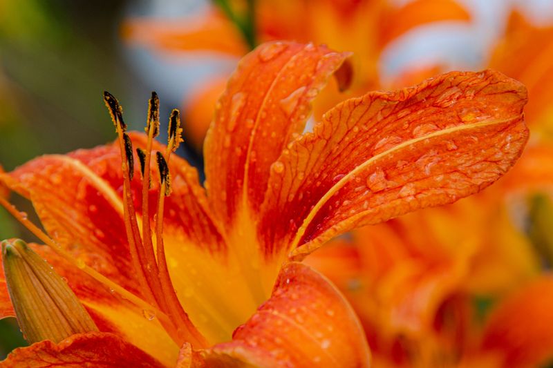 Water Deeply At The Base, Avoiding Foliage In Humid Weather Water Deeply At The Base, Avoiding Foliage In Humid Weather