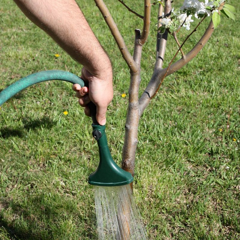 Water Deeply At The Drip Line