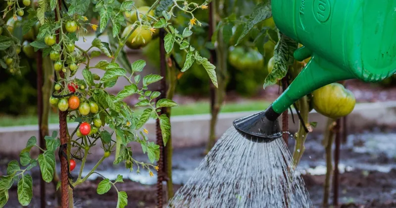 Water Deeply Before You Reach For Fertilizer