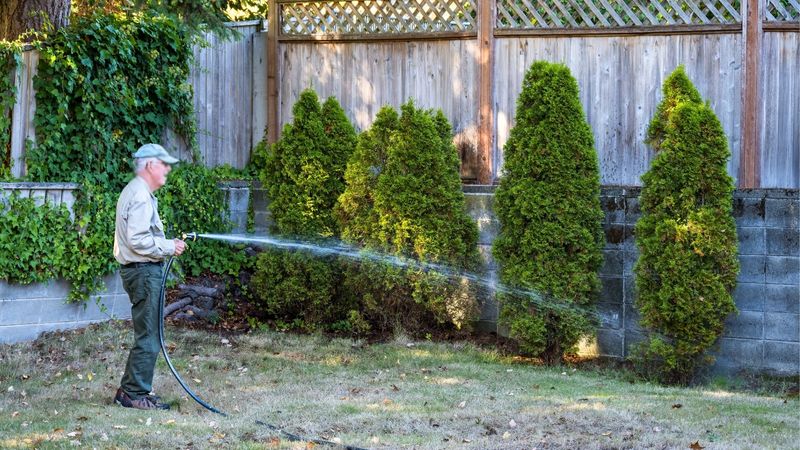 Water Deeply If The Root Zone Is Dry