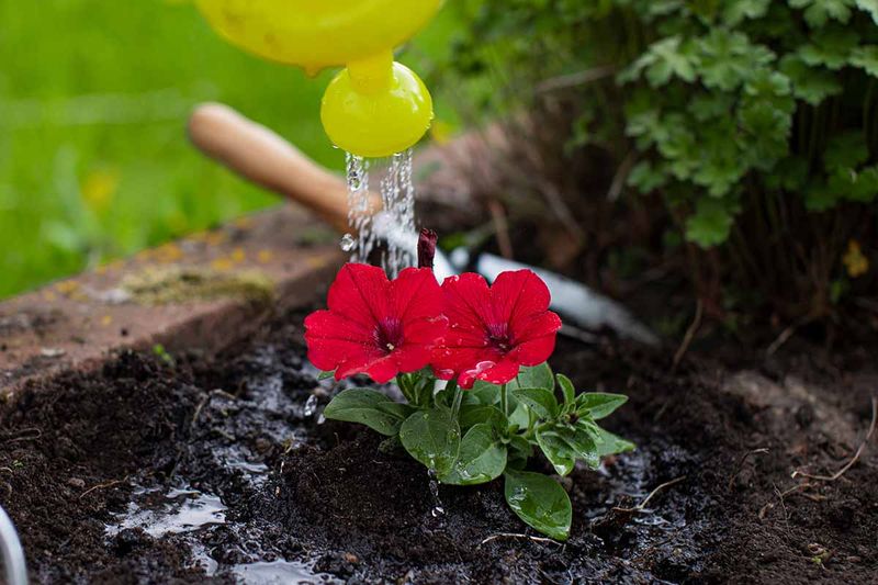 Water Deeply Instead Of Giving Quick Sprinkles