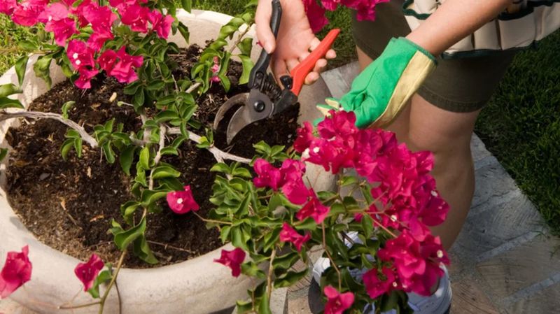 Water Deeply Once Pruning Is Complete Water Deeply Once Pruning Is Complete