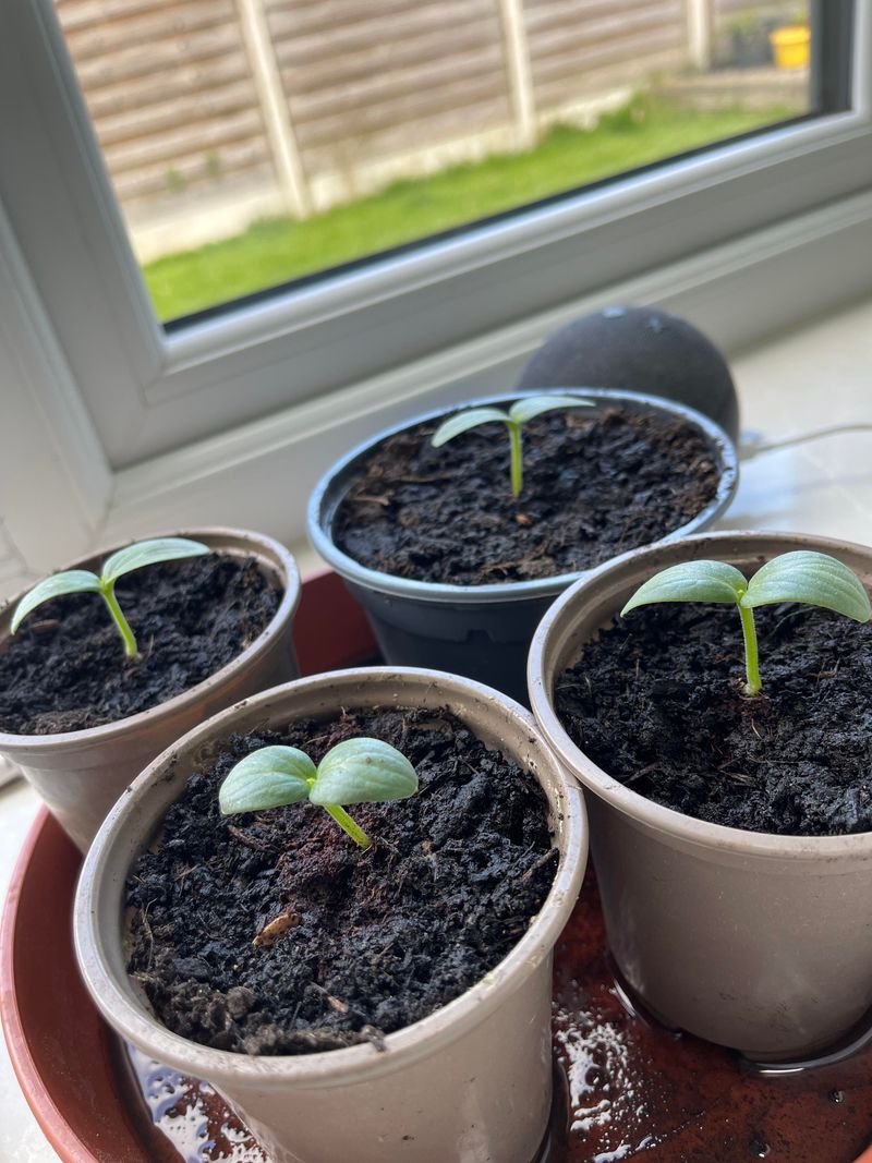 Water Deeply Right After Planting