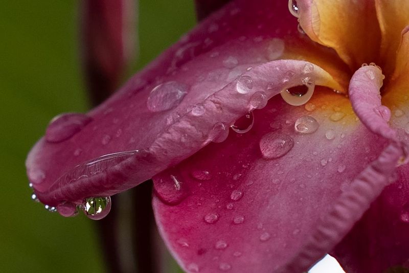 Water Deeply, Then Let The Soil Dry Somewhat