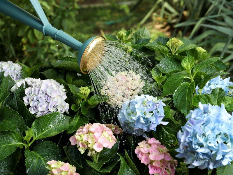 Water Deeply When Soil Feels Dry