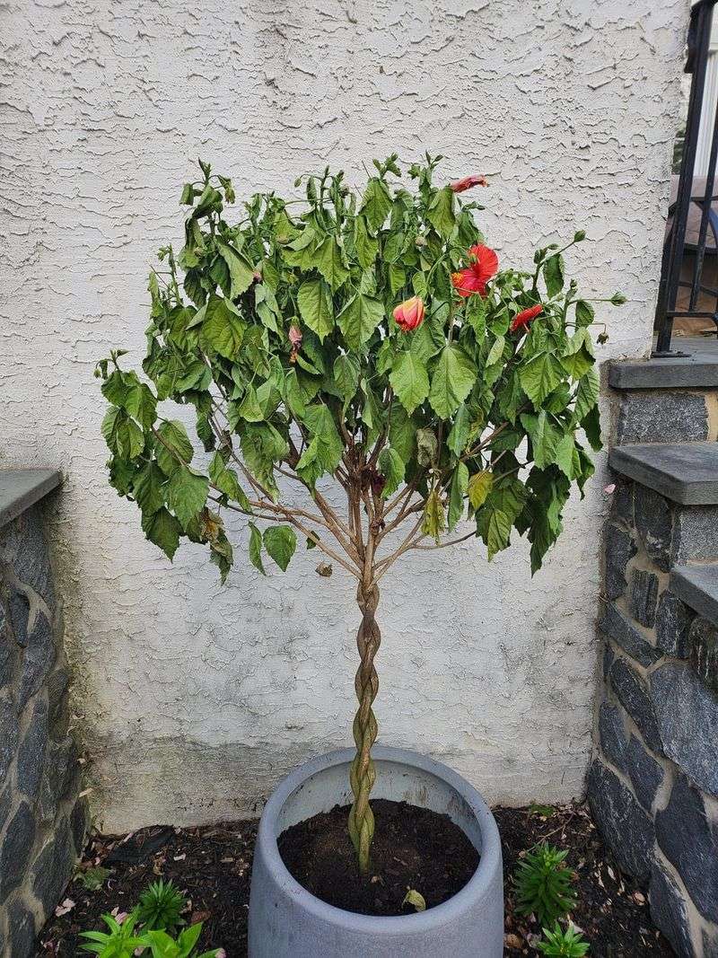 Water Deeply When The Root Zone Is Dry