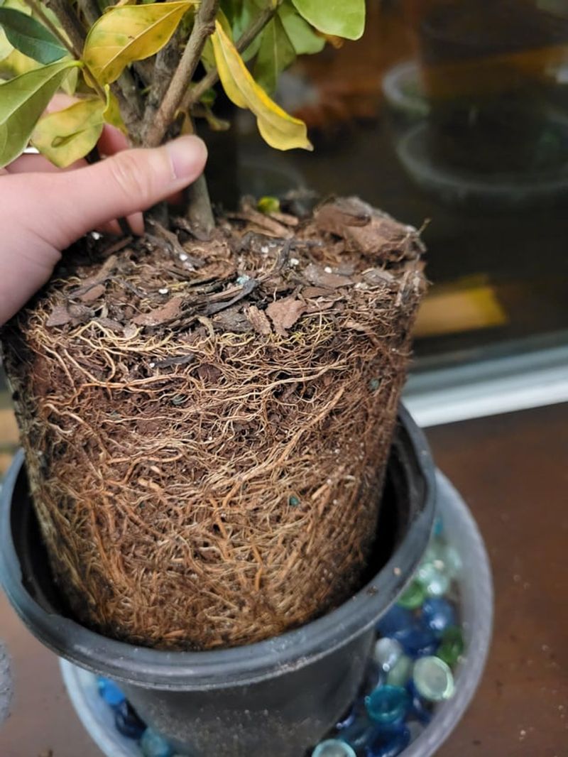 Water Deeply Without Leaving Roots Soggy