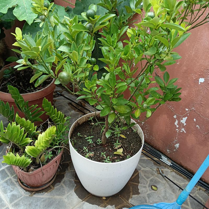 Water Deeply Without Leaving The Pot Sitting In Water