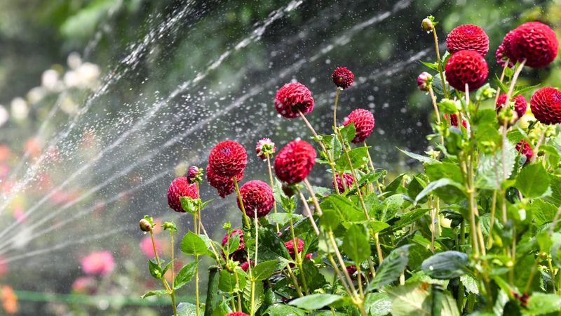 Water Deeply, Without Leaving Tubers Soggy Water Deeply, Without Leaving Tubers Soggy