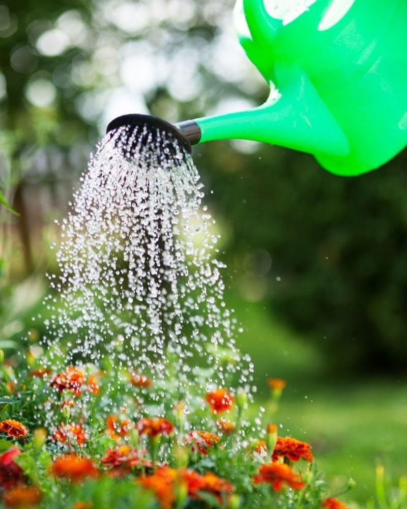 Water Early In The Day To Keep Plants Hydrated And Less Stressed Water Early In The Day To Keep Plants Hydrated And Less Stressed