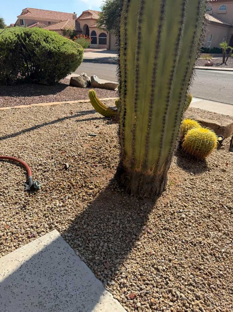 Water Established Cactus Only When Summer Stays Very Dry