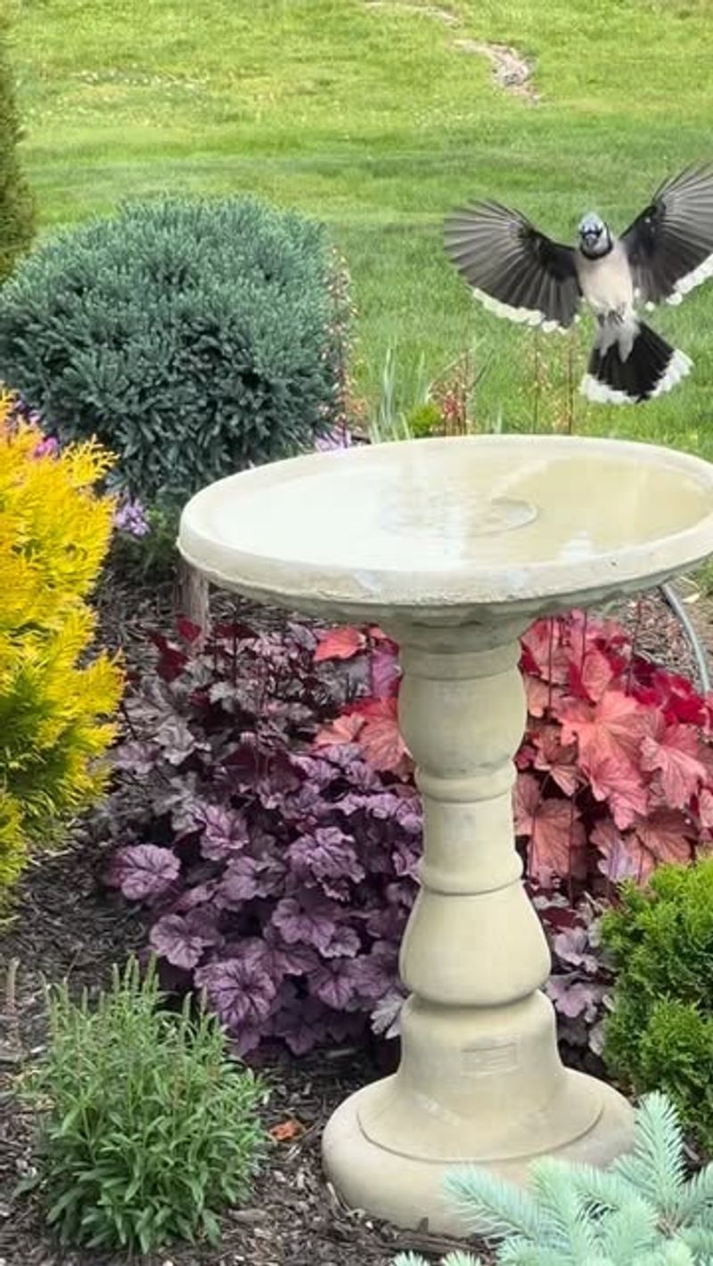 Water Features Support Healthy Bird Populations