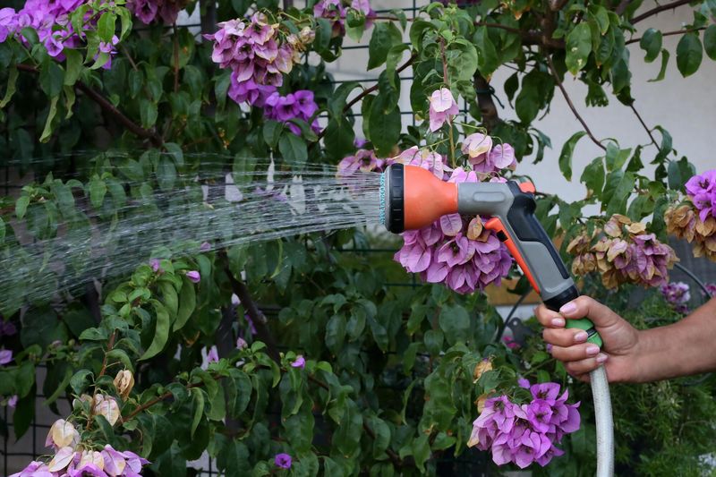 Water Flowering Plants As Blooming Begins