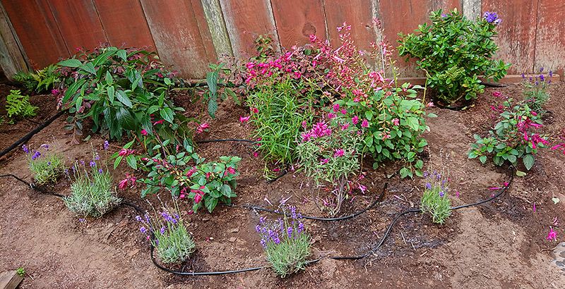 Water Flowers At The Root Instead Of The Whole Bed Water Flowers At The Root Instead Of The Whole Bed