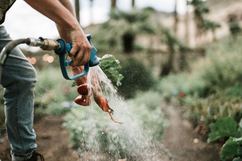 Water Garden On Your Assigned Alternating Days