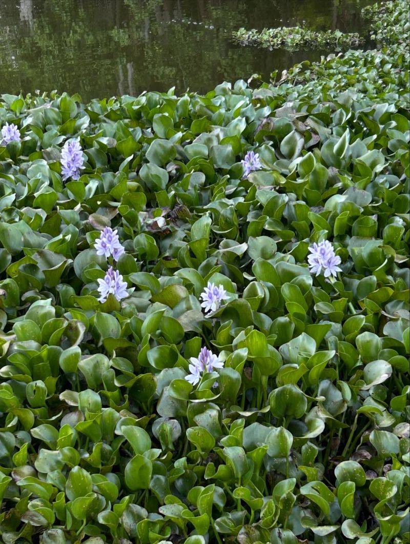 Water Hyacinth