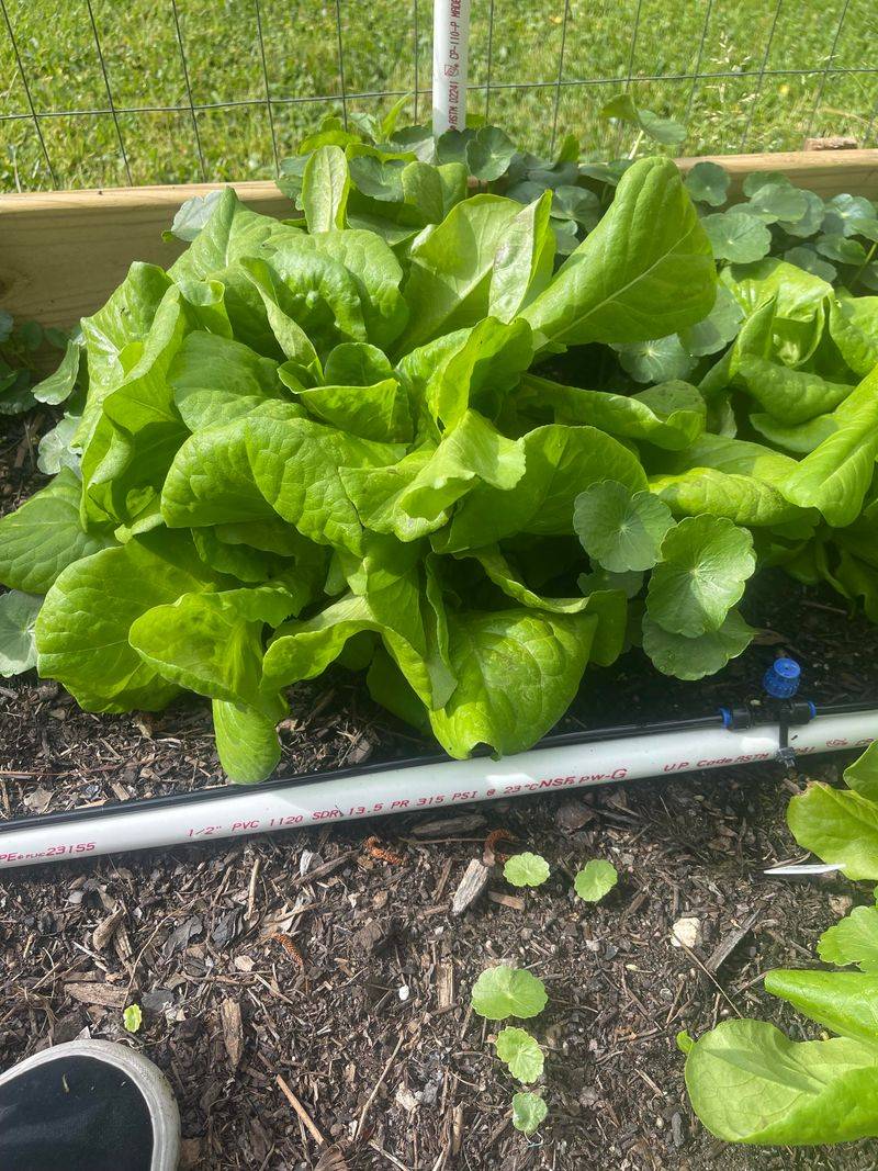 Water Leafy Greens Before Shallow Roots Dry