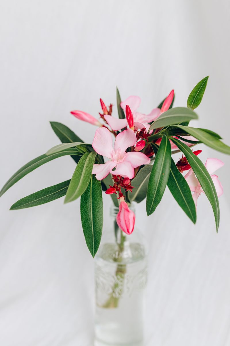 Water Left In A Vase With Its Cuttings Becomes Toxic On Its Own Water Left In A Vase With Its Cuttings Becomes Toxic On Its Own