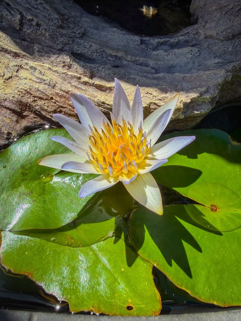 Water Lily Ponds Provide Perches Above The Water Surface Water Lily Ponds Provide Perches Above The Water Surface