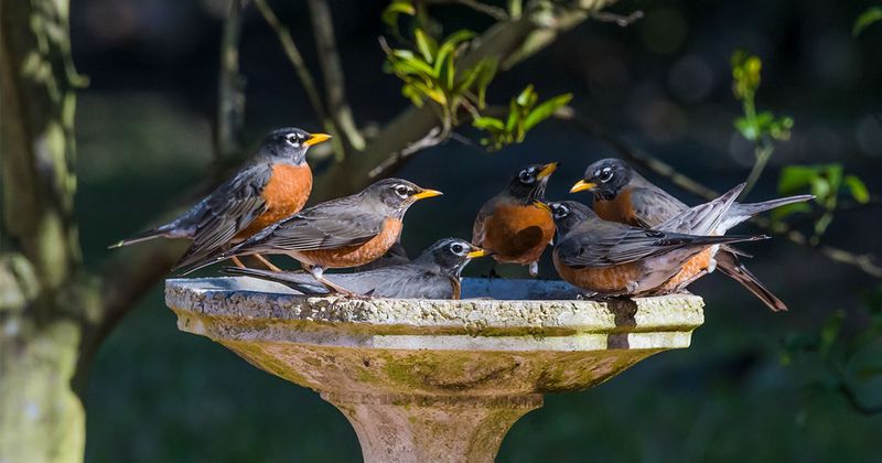 Water Near Cover Keeps Robins Working Your Garden Water Near Cover Keeps Robins Working Your Garden