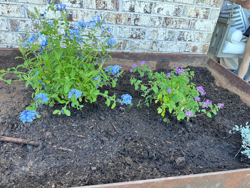 Water New Shrubs More Carefully