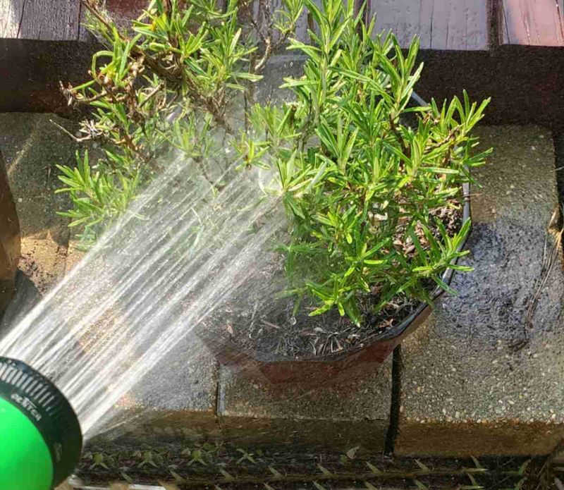Water Only After The Soil Has Dried Down Water Only After The Soil Has Dried Down