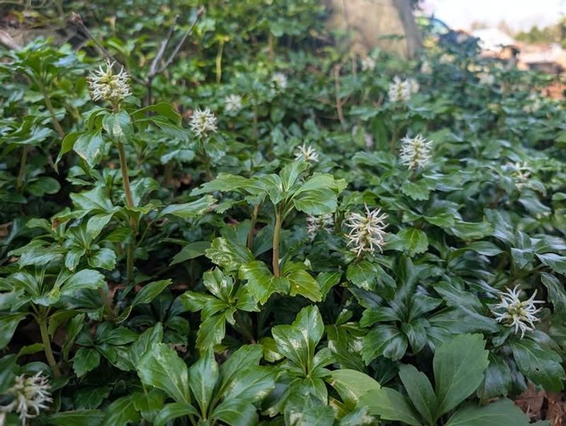 Water Regularly Until New Plants Become Established