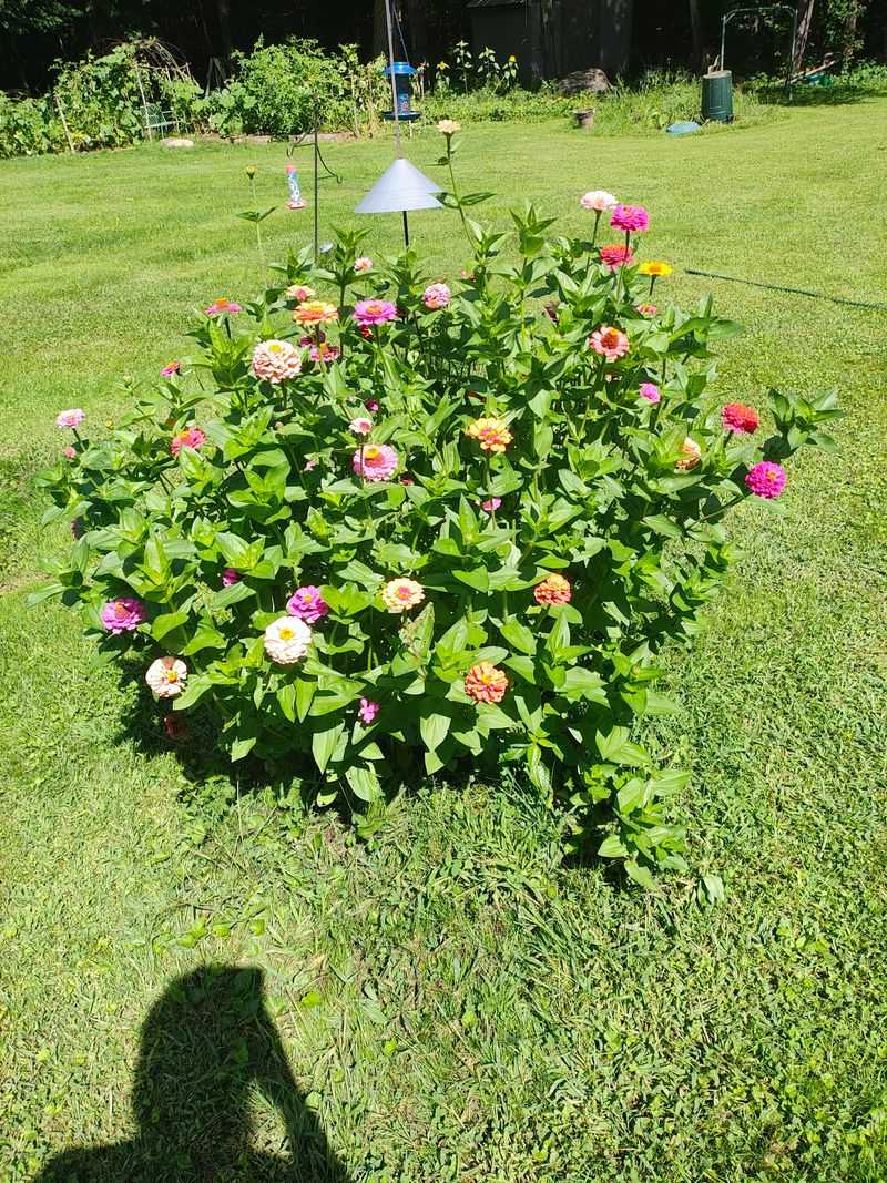 Water Soil Instead Of Leaves Water Soil Instead Of Leaves