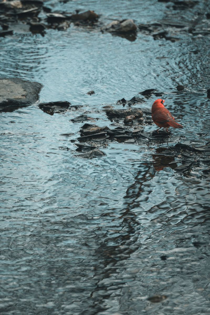 Water Sources Bring Cardinals Closer To Your Property