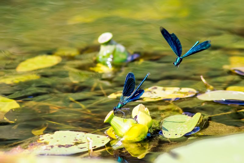Water Sources Play A Major Role In Attracting Dragonflies