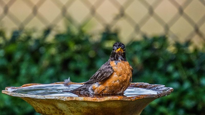 Water Sources Should Be Clean And Well-Placed