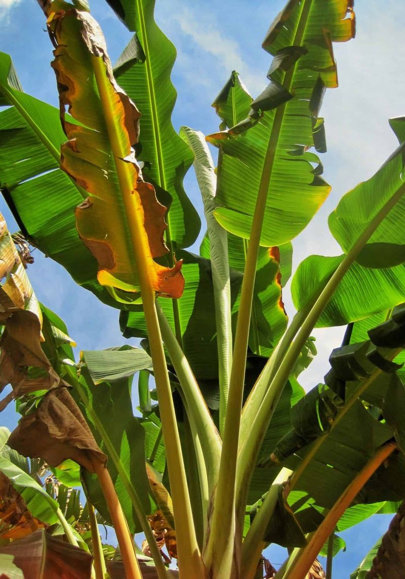 Water Stress Shows Up Fast In Wide Banana Leaves