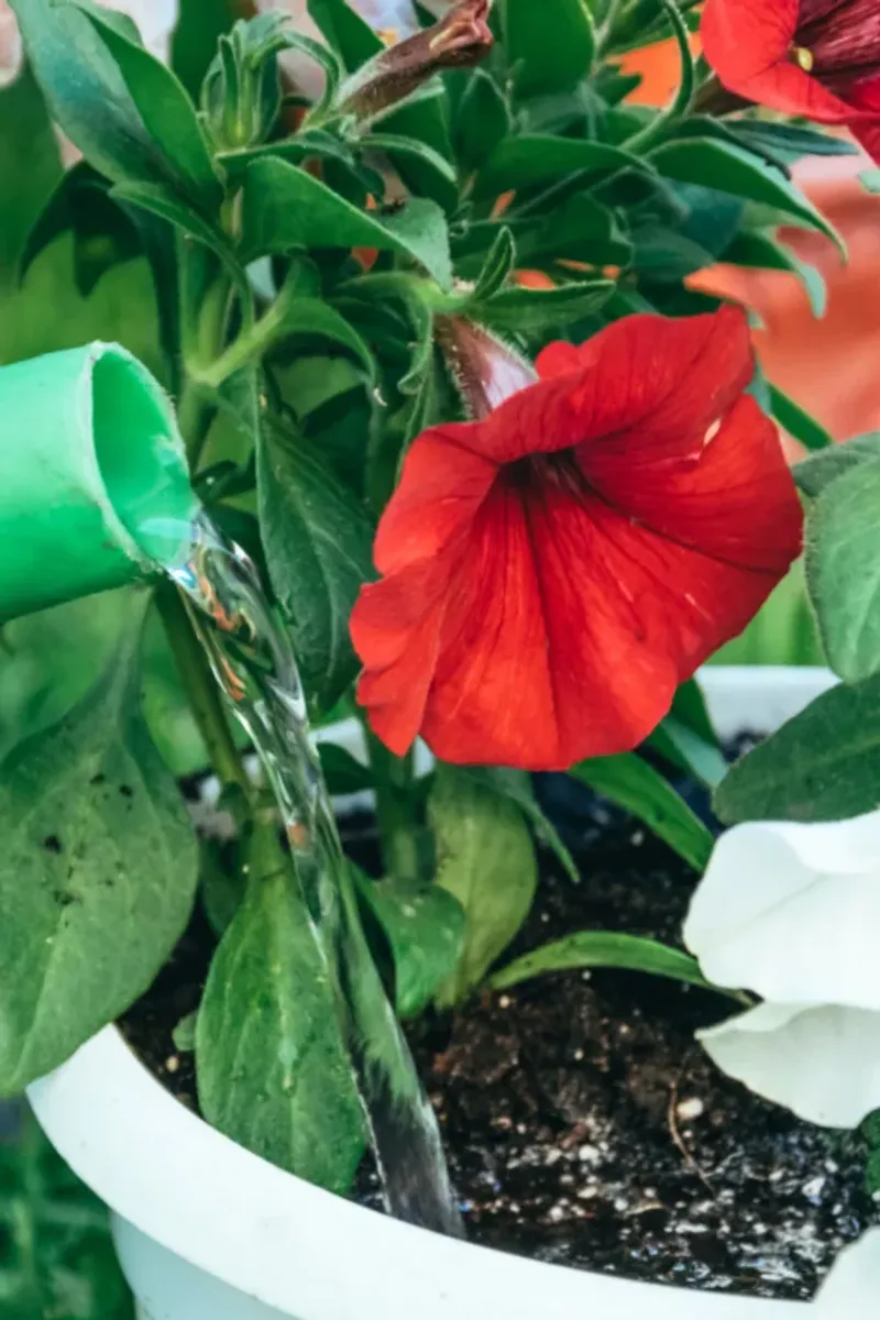 Water The Base, Not The Blooms Water The Base, Not The Blooms