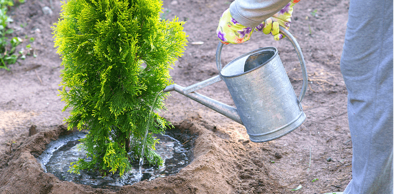Water The Root Ball Slowly