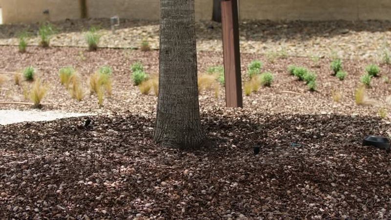 Water The Soil Before Adding Fresh Mulch Water The Soil Before Adding Fresh Mulch