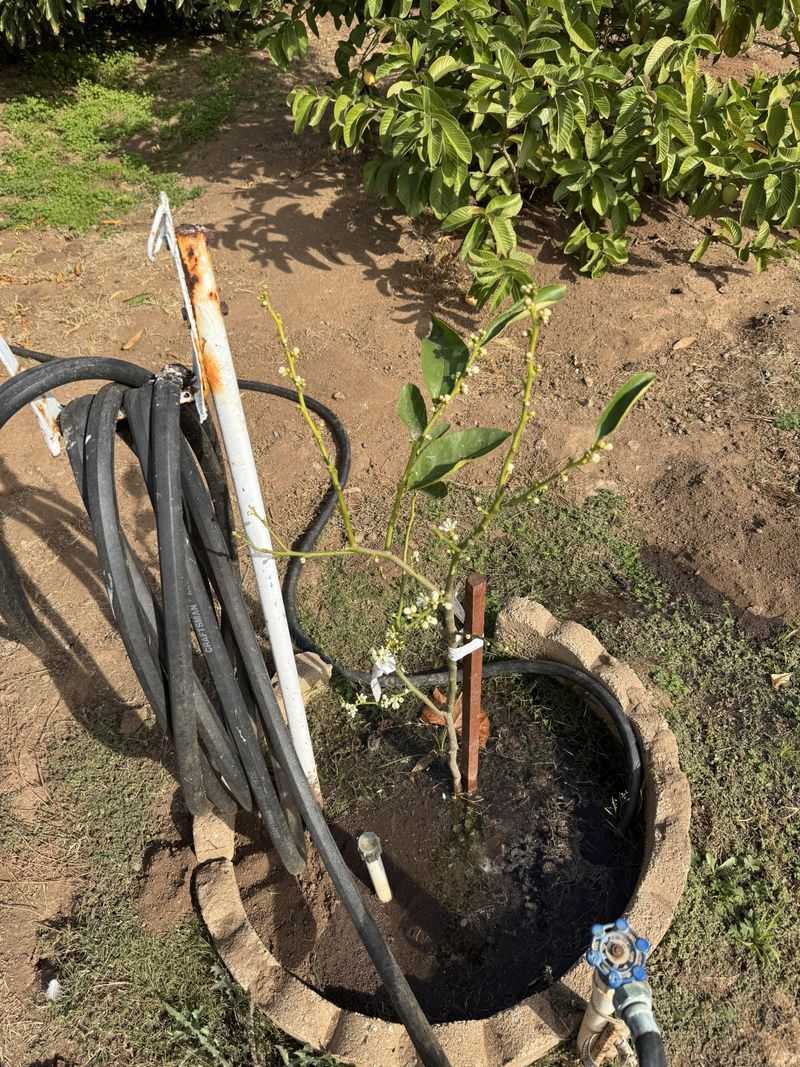 Water The Whole Root Zone, Not Just The Trunk