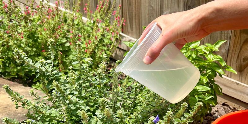 Watering Alone Cannot Prevent Heat Stress Watering Alone Cannot Prevent Heat Stress