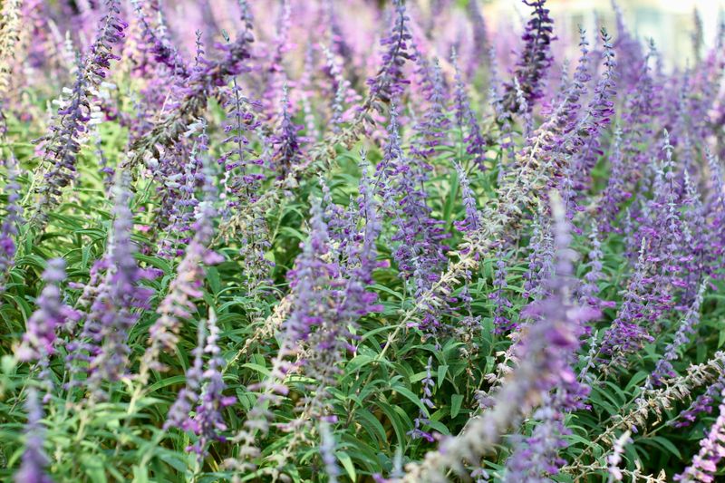 Watering And Feeding Without Overdoing It