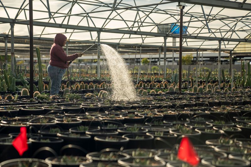 Watering At Dawn Before Heat Pulls Moisture Away Watering At Dawn Before Heat Pulls Moisture Away