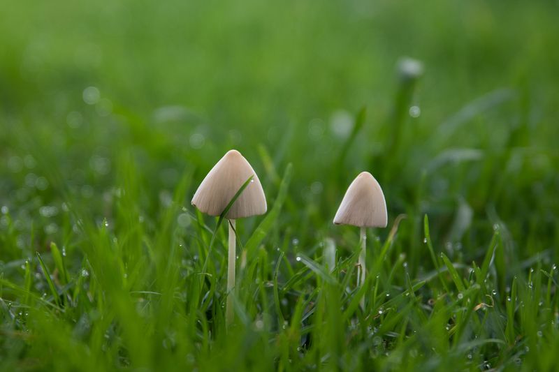 Watering At Night Is Encouraging Fungus Watering At Night Is Encouraging Fungus