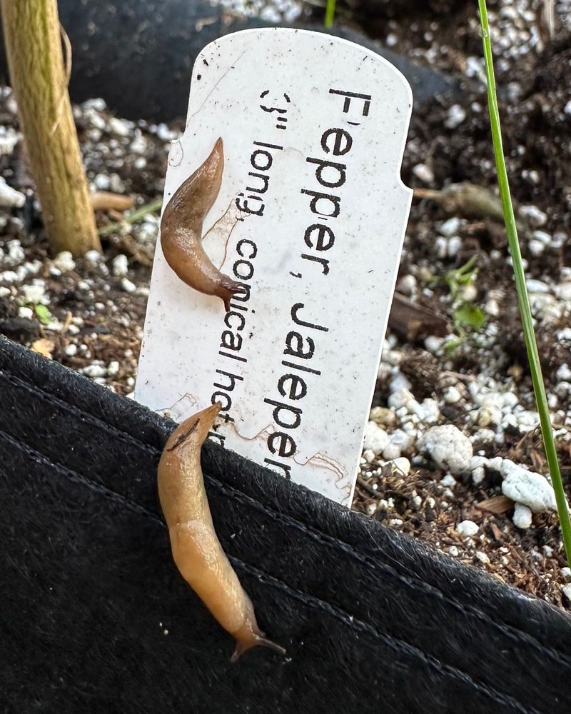 Watering At Night Keeps Slugs Active Longer