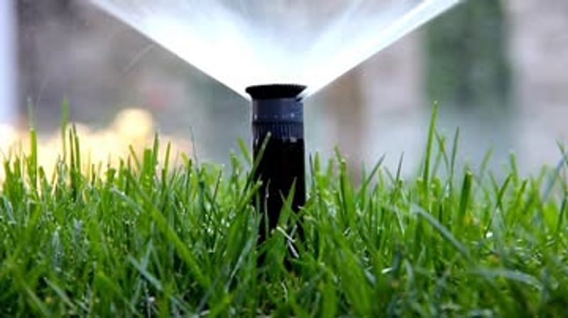 Watering At The Wrong Time Leaves Grass Too Dry